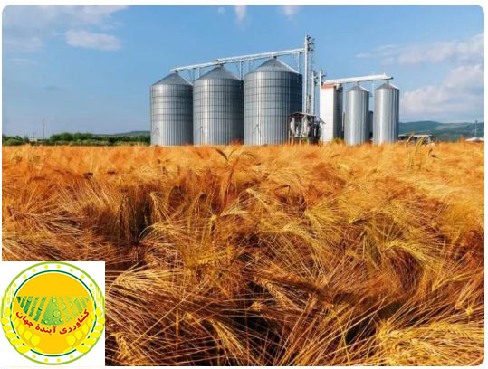 دولت، بازنده اصلی قیمت 15 هزار تومان برای هر کیلو گندم