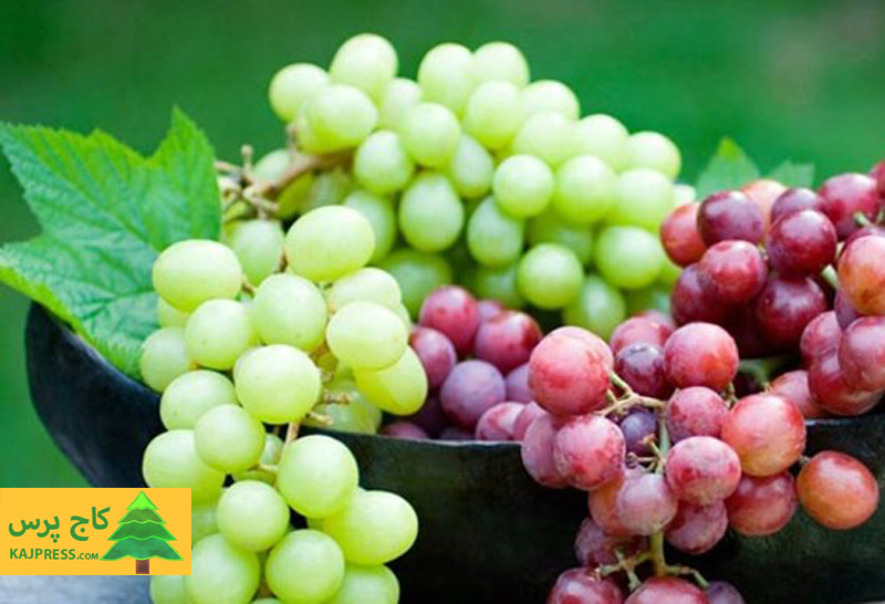 اخبار کشاورزی:  ۷۲۰۰ هکتار از اراضی ممسنی، زیر کشت انگور است