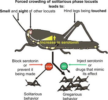 iranianagriculturalnewsagency.com Iran’s agricultural department ( Ministry of Agriculture -  Jihad ) is formulating a large-scale strategy to combat the swarms of desert locusts’ attack.  