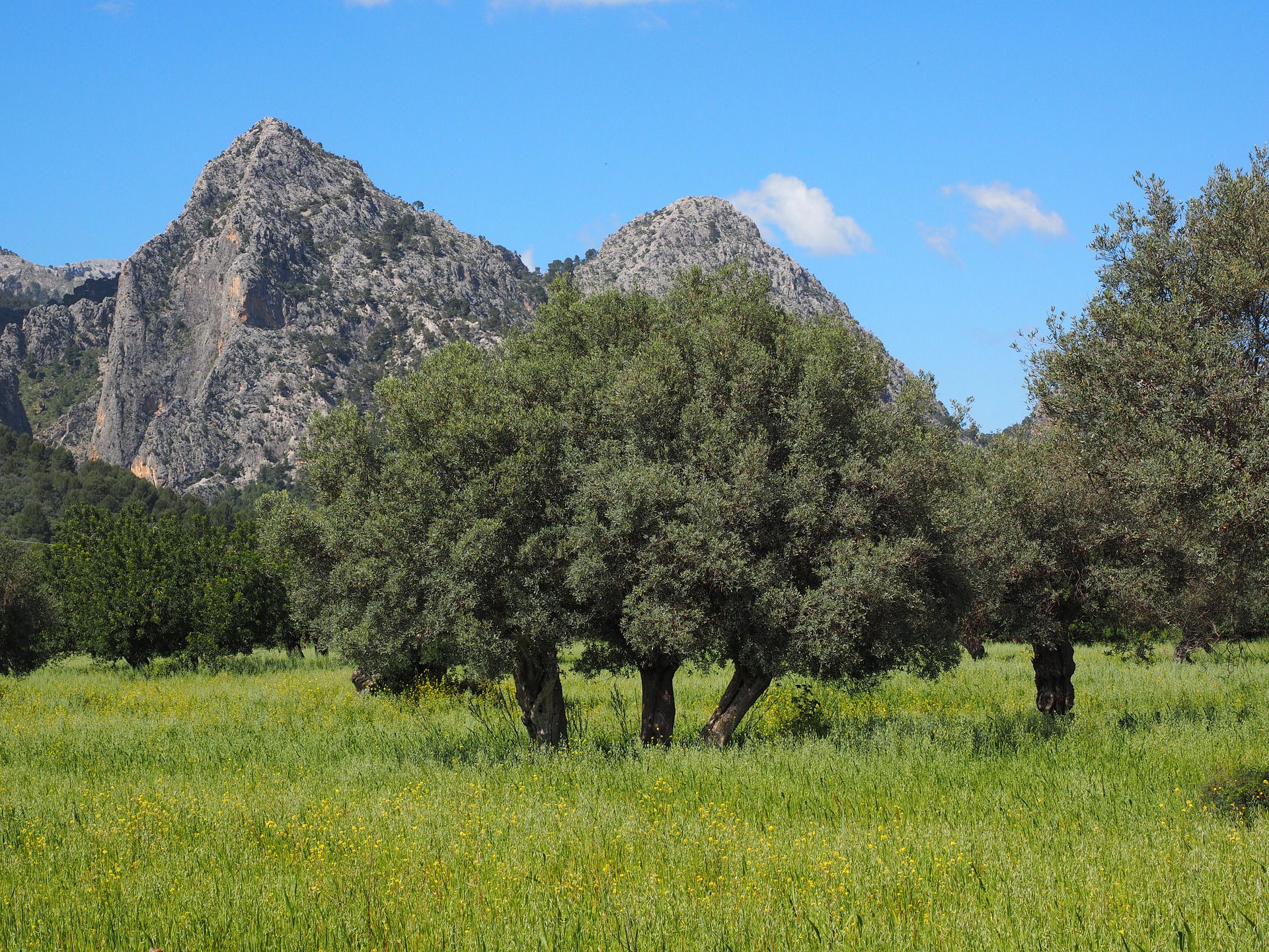 Agriculture In Iran