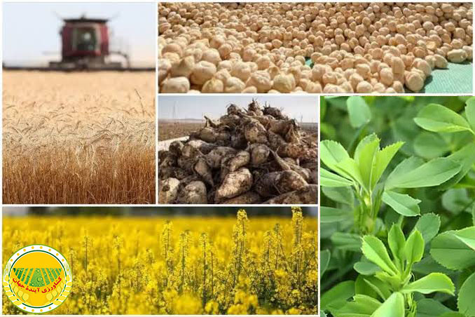 یادداشت تحلیلی کاجپرس در حاشیه آیین ملی آغاز سال زراعی ۱۴۰۵-۱۴۰۶ نگاهی نوین به آغاز سال زراعی جدید؛ زراعت فقط گندم نیست، همانطور که ورزش فقط فوتبال نیست! چرا تقلیل امنیت غذایی به یک محصول، پاشنهآشیل وابستگی ۹۰ درصدی به روغن خوراکی، بحران نهادههای دامی و فرسایش تناوب زراعی کشور شده است؟