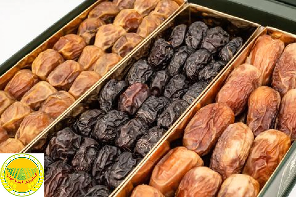 اخبار کشاورزی: خبرهای خوب و پیش بینی های خوب تر از آن درباره صادرات خرمای ایران، دومین کشور تولید کننده خرمای جهان