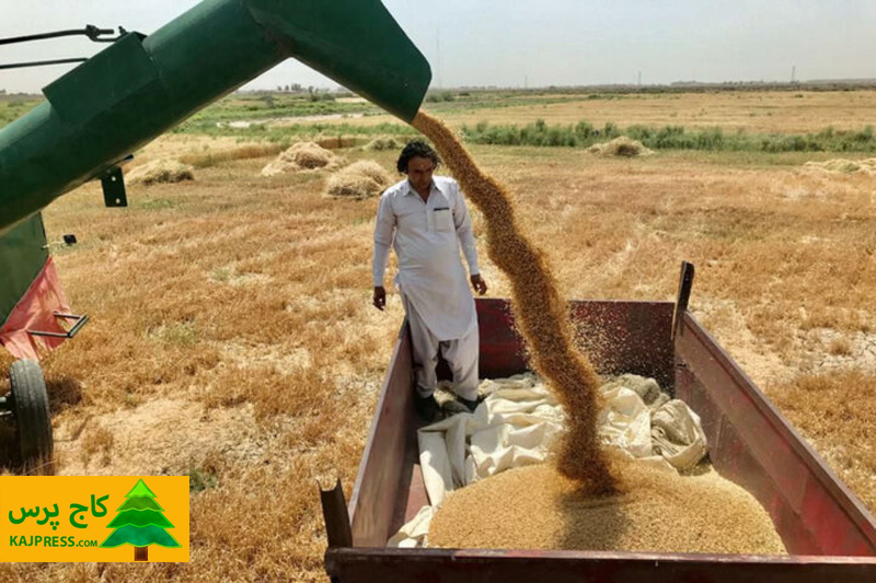 اخبار کشاورزی: دلالان و خشکسالی رقبای دولت در خرید گندم در خراسان شمالی