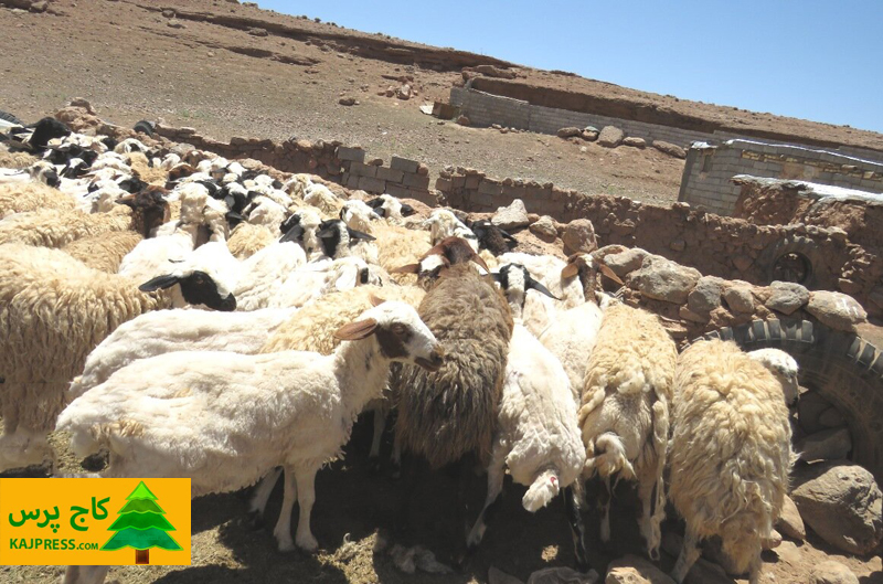 اخبار کشاورزی: رئیس سازمان دامپزشکی کشور خبرداد: ممنوعیت کشتار دام‌های مولد و آبستن