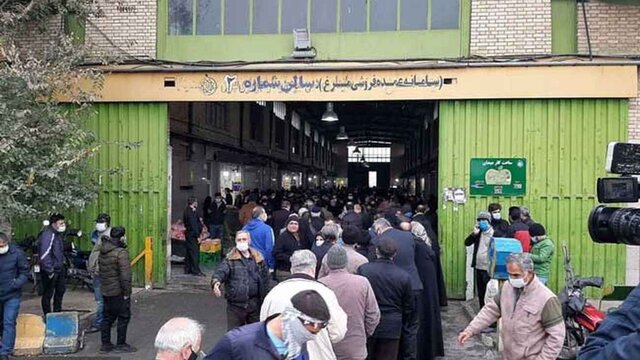 مرغ صفی
