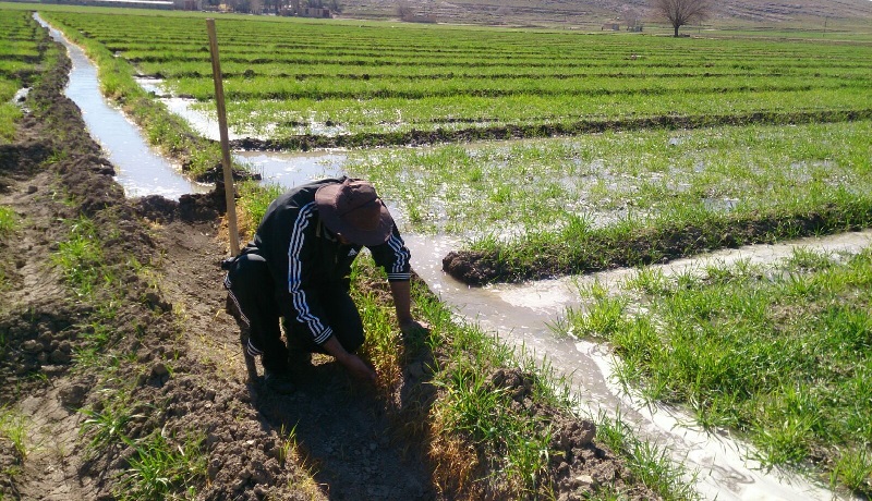 arbab